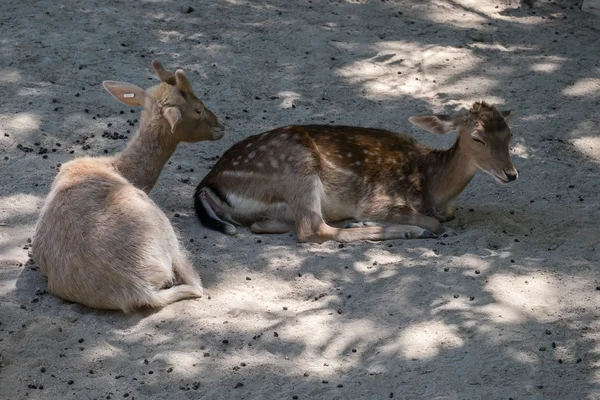 Animali selvatici — Foto Stock