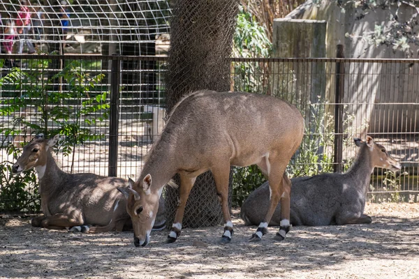 Animali selvatici — Foto Stock