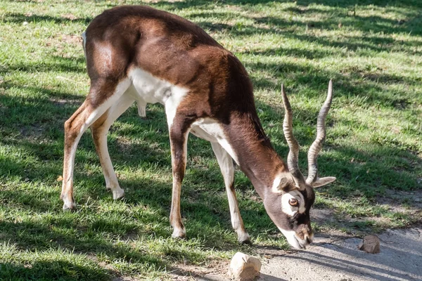 Animali selvatici — Foto Stock