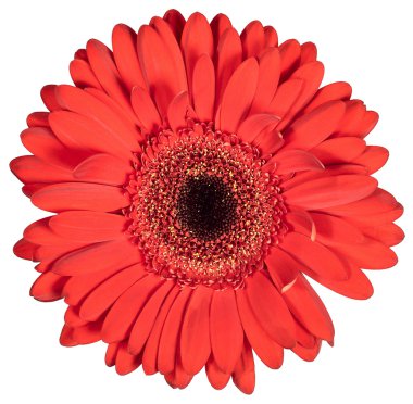 Bud kırmızı çiçek gerbera