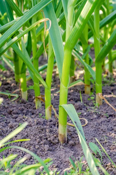 Viele Grüne Knoblauchstiele Einer Reihe Einem Gemüsegarten Ländlicher Umgebung Großaufnahme — Stockfoto