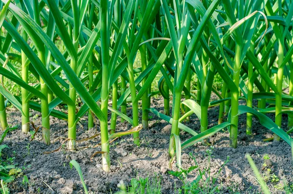 Sommer Bei Trockenem Sonnigem Wetter Viele Grüne Knoblauchstiele Hintereinander Garten — Stockfoto