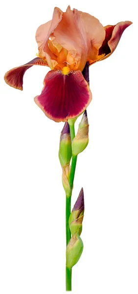 Iris Roślina Pąkami Płatki Brązowego Fioletu Wysokim Pnia Zielony Zbliżenie — Zdjęcie stockowe