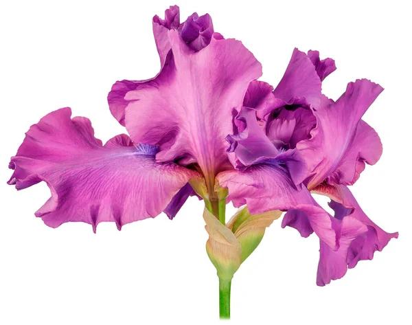Iris Planta Única Brotou Pétalas Roxas Tronco Verde Alto Close — Fotografia de Stock