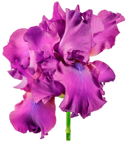 Iris Planta Brotes Individuales Con Grandes Pétalos Púrpura Tronco Verde —  Fotos de Stock