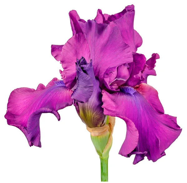 Iris Roślin Czterech Pąków Fioletowych Płatków Wysokim Pnia Zielony Blisko — Zdjęcie stockowe
