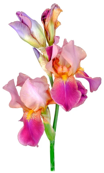 Pianta Iris Con Quattro Petali Bocciolo Rosa Viola Marrone Tronco Foto Stock Royalty Free