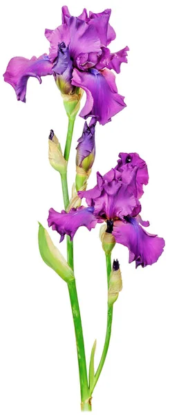 Iris Pianta Con Quattro Gemme Petali Viola Alto Tronco Verde Fotografia Stock