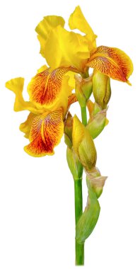 Beyaz arka plandaki stüdyoda izole edilmiş, yüksek yeşil bir bagajda dört tomurcuk sarı yapraklı bir çiçek bitkisi..