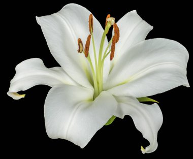 Beyaz zambak tomurcuğu siyah arka planda izole edilmiş..