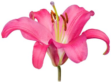 Uzun yeşil saplı pembe zambak tomurcuğu beyaz arka planda izole edilmiş. Yan görünüm