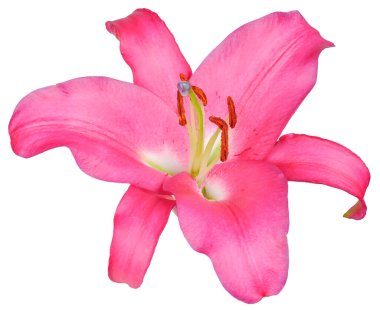 Uzun yeşil saplı pembe zambak tomurcuğu beyaz arka planda izole edilmiş. Yukarıdan görünüşü.