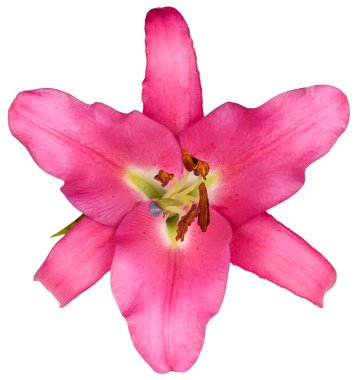 Çiçekli zambak tomurcuğu kırmızı üst görünümü beyaz arkaplan ile izole.