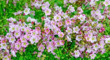 Çiçekler pembe mor taç yaprakları grubu masaüstü duvar kağıtları için saksafon çiçeği eker.