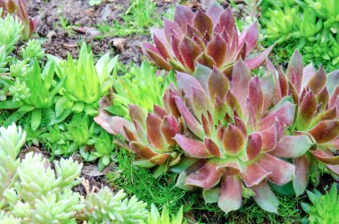 Yaz aylarında botanik bahçesinde bir grup sulu saksafon, molodilo ve ochitok..