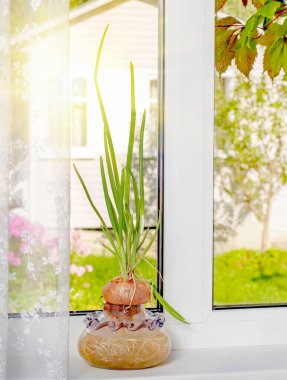 Dallanan kökleri ve yeşil okları olan, cam kahverengi şeffaf vazoda güneşli bir havada pencere kenarında filizlenmiş bir soğan..