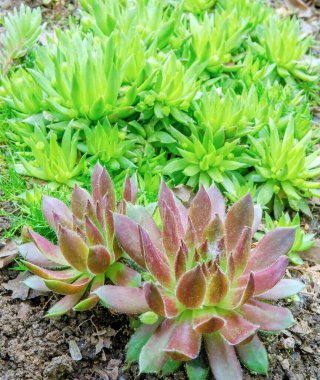 Yaz aylarında botanik bahçesindeki bir grup yakın planda leziz saksafon, molodilo ve ochitok seti..