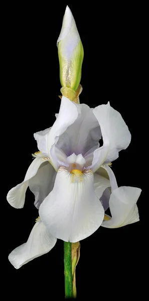 Une Plante Iris Aux Pétales Blancs Est Isolée Sur Fond — Photo