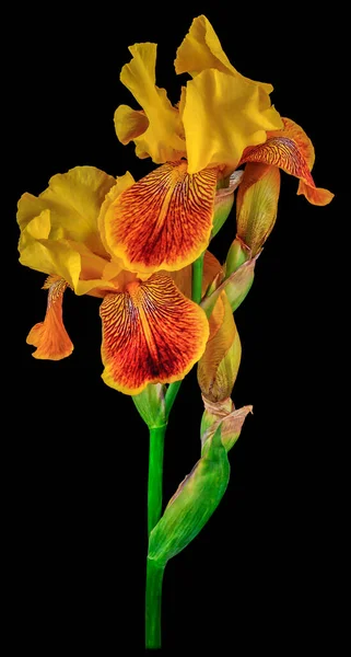 Iris Roślin Czterech Pąków Żółtych Płatków Wysokim Pnia Zielony Blisko — Zdjęcie stockowe