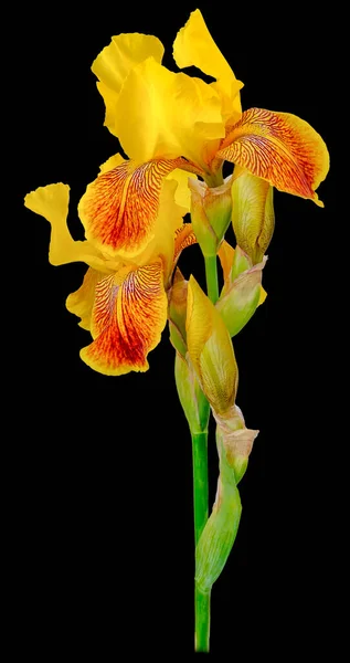 Iris Plante Avec Trois Bourgeons Pétales Jaunes Sur Haut Tronc — Photo