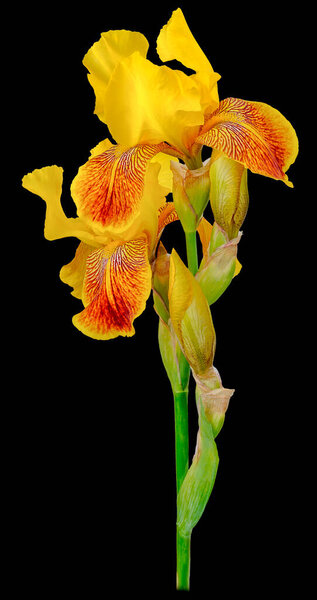 Iris plant with three buds of yellow petals on a high trunk of green isolated on a black background studio shooting.