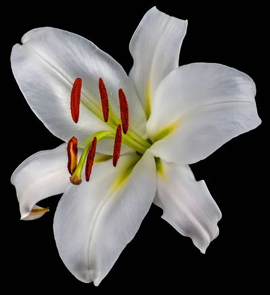 White Lily Flower Bud Isolated Black Background Close View Top — Stock Photo, Image