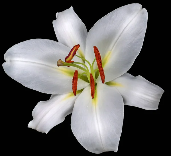 Квітковий Бутон Білої Лілії Насінням Ізольовано Чорному Тлі Крупним Планом — стокове фото