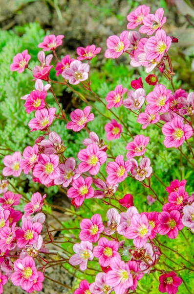 Цветы Розовые Фиолетовые Лепестки Группа Саксографских Растений Притягивается Свету Крупным — стоковое фото
