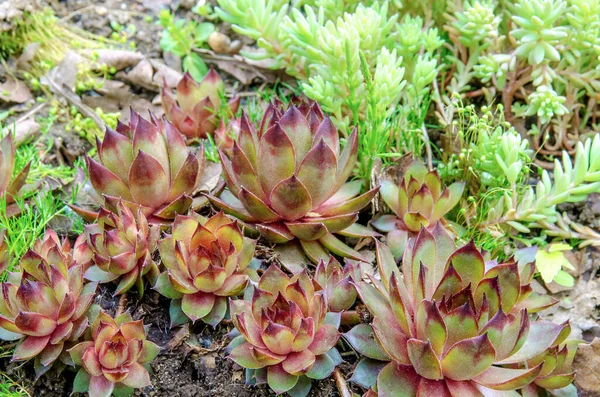 Set Succulente Saxifrage Molodilo Ochitok Nell Orto Botanico Estate Immagine Stock