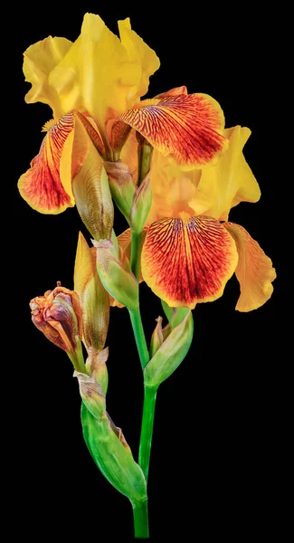 Iris Pianta Con Tre Gemme Petali Gialli Tronco Alto Verde Foto Stock Royalty Free