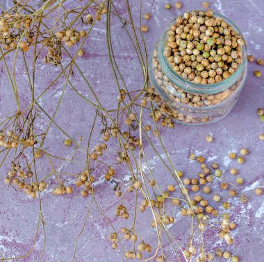 Kurutulmuş kişniş baharatı tohumları sapların üzerine toplanmış ve plastik bir masanın üzerindeki cam kavanozda toplanmış..