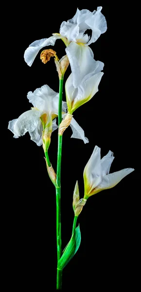 Pianta Iride Con Quattro Cime Petali Bianchi Tronco Alto Verde — Foto Stock