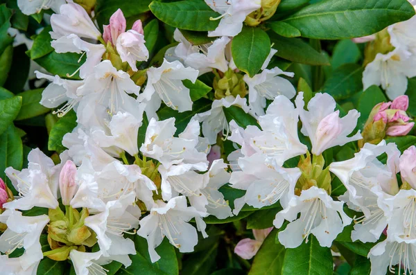 Rhododendron-a bush of flowers with a large number of buds with white petals close-up in the sun.