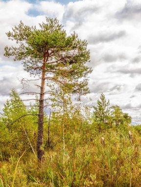 Bataklık çamı, kızılcık ve diğer bataklık bitkileri yaz güneşli havalarda..