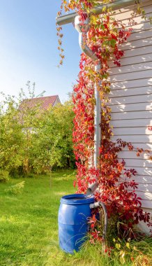 Yağmur borusunun arka planındaki bir kır evinin plastik fıçısında yağmur suyu boşaltılıyor ve genç kız üzümleri yaprakları....