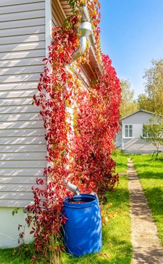 Yağmur suyu, arka plandaki bir yağmur borusunun arkasındaki plastik fıçıda erir. Bakire üzümlerinin arka planında ve kırsal bir evde..