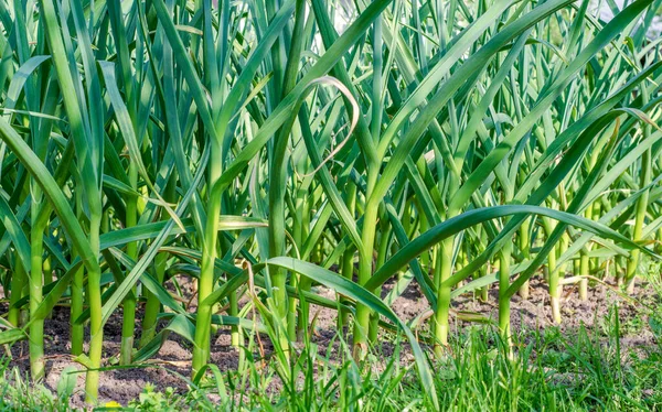 Sommer Bei Trockenem Sonnigem Wetter Viele Grüne Knoblauchstiele Einer Reihe — Stockfoto