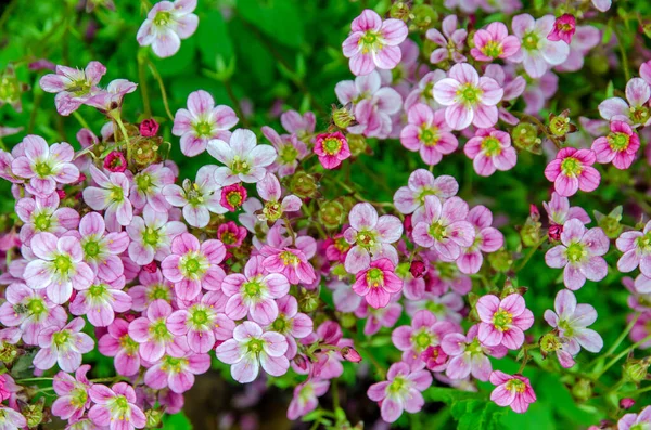 Flores Rosa Saxifrage Roxo Plantas Grupo Jardim Botânico Verão Uma — Fotografia de Stock