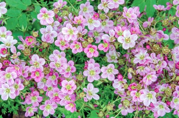 Летом Ботаническом Саду Сажают Розовые Фиолетовые Растения — стоковое фото