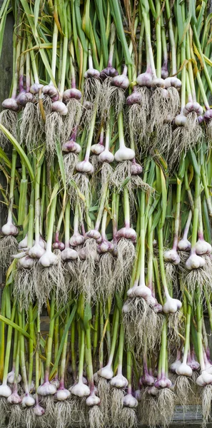 Drying of garlic — Stock Photo, Image