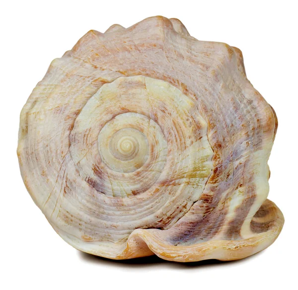 Sea shell — Stock Photo, Image