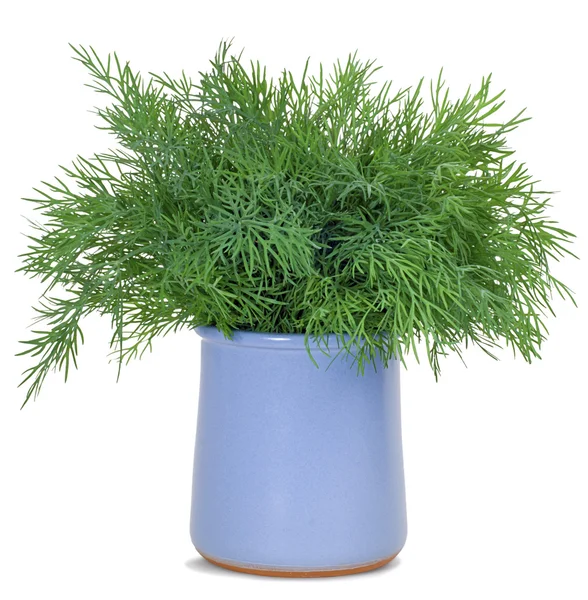 Dill Stock Picture