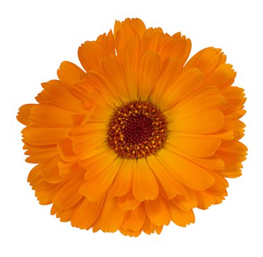 çiçek derin sarı renk calendula yazılmış ne