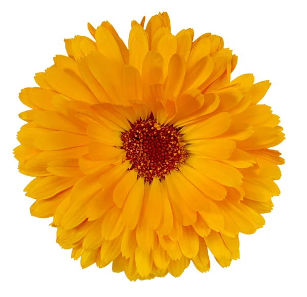 De bloem is diep geel in de kleur calendula — Stockfoto