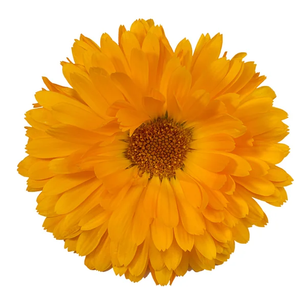 De bloem is diep geel in de kleur calendula — Stockfoto