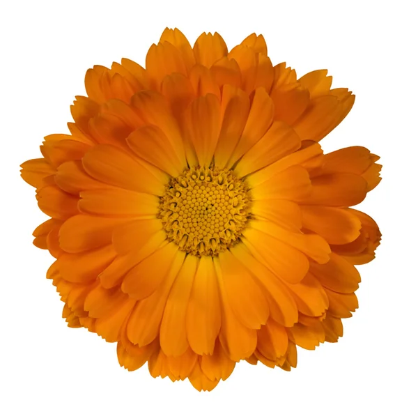 çiçek derin sarı renk calendula yazılmış ne