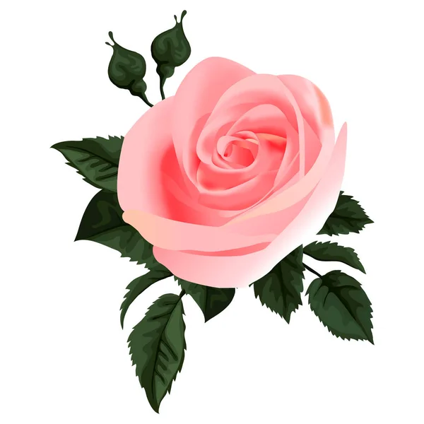 Rosa Rosa Con Foglie Verdi Bocciolo — Vettoriale Stock