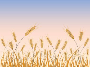 Günbatımı mavi arka planda altın buğday. Vektör illüstrasyonu
