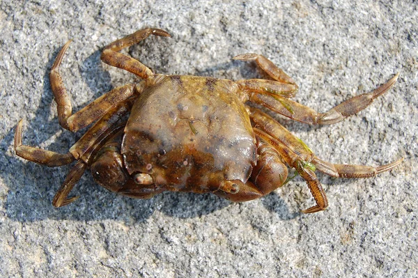 Krabbe Der Sonne Krabbe Auf Einem Stein Wladiwostok Russland Krallen — Stockfoto