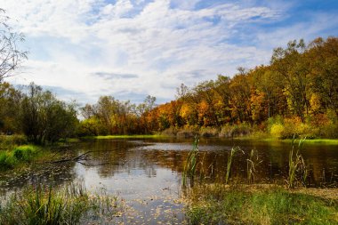 Ormandaki göl, sonbahar ormanı, ağaçlar, yeşillik suyu